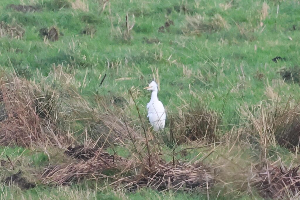 Cattle Egret