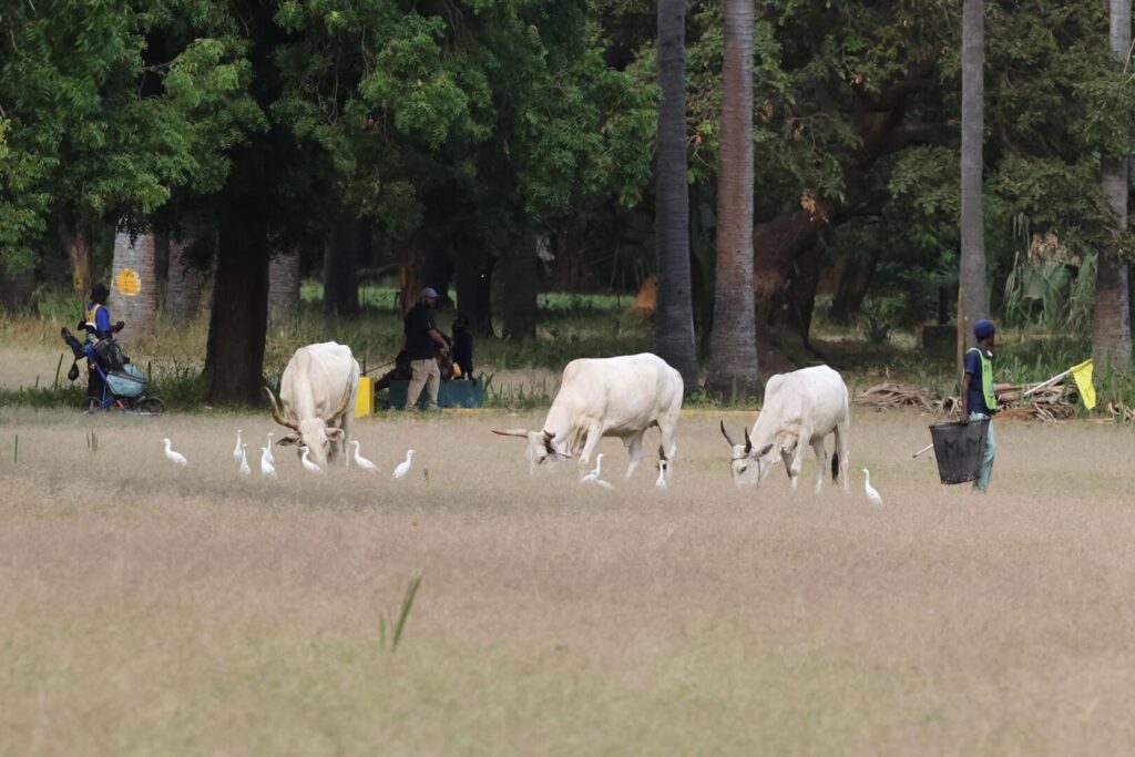 Cattle Egrets