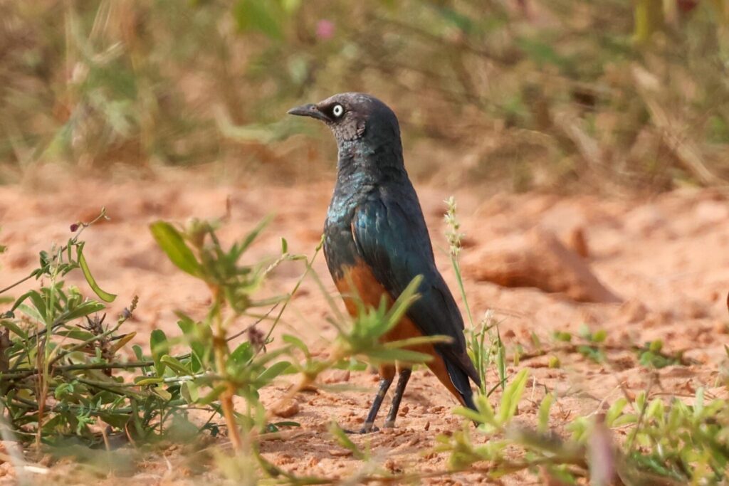 Chestnut-bellied Starling