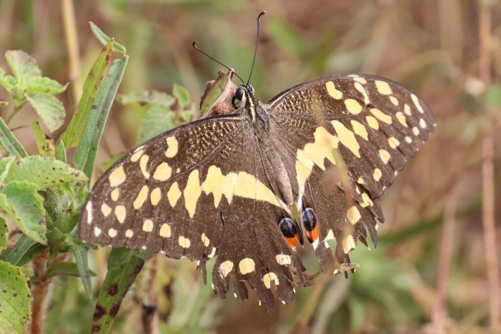 Citrus Swallowtail