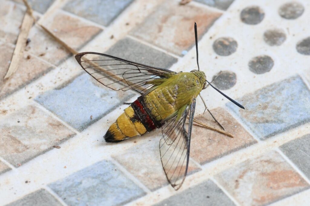 Coffee Bee Hawkmoth