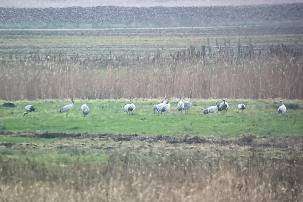 Common Cranes