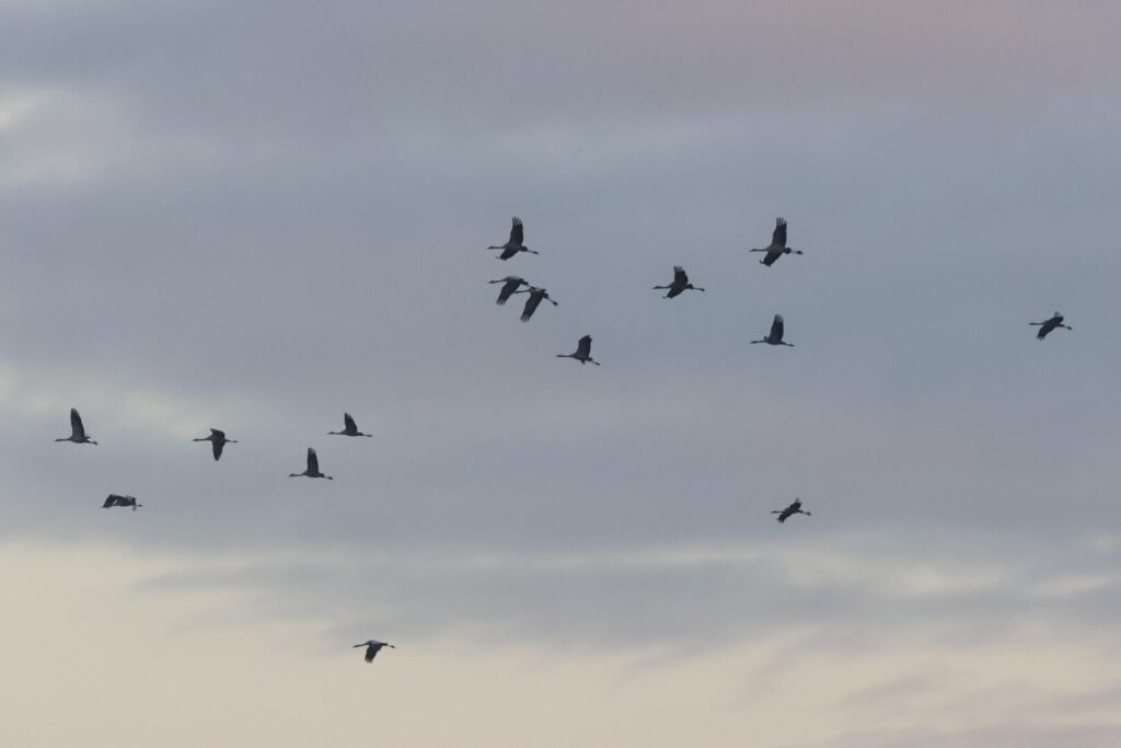 Common Cranes