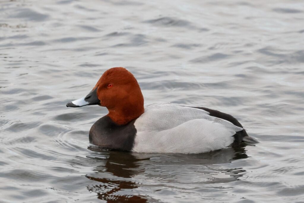 Common Pochard