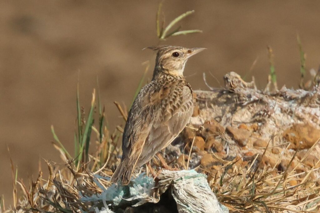 Crested Lark