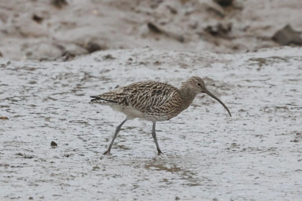 Curlew