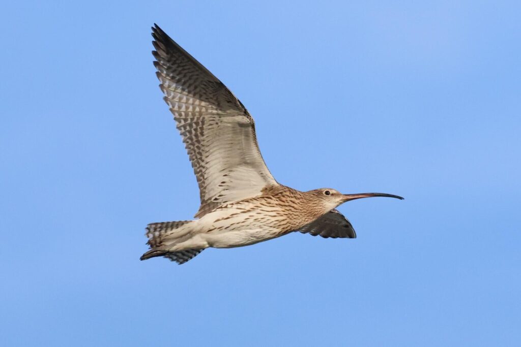 Curlew