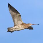 Curlew