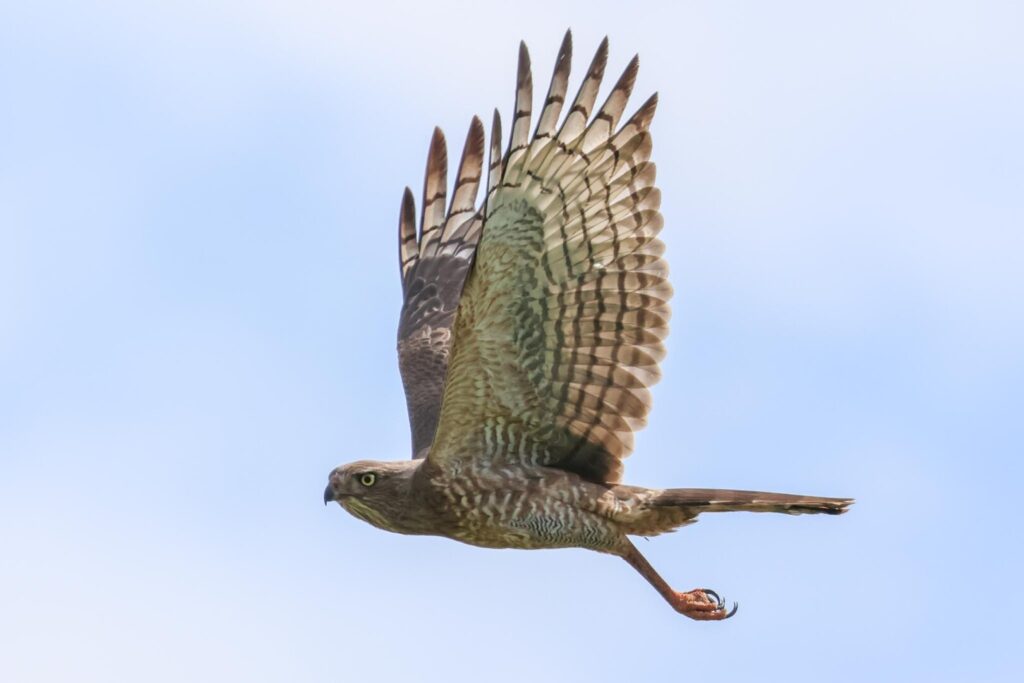 Dark Chanting Goshawk