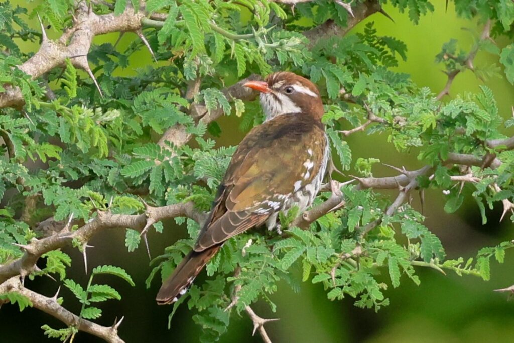 Dideric Cuckoo