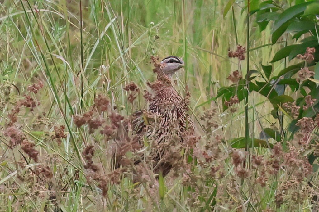 Double-spurred Francolin