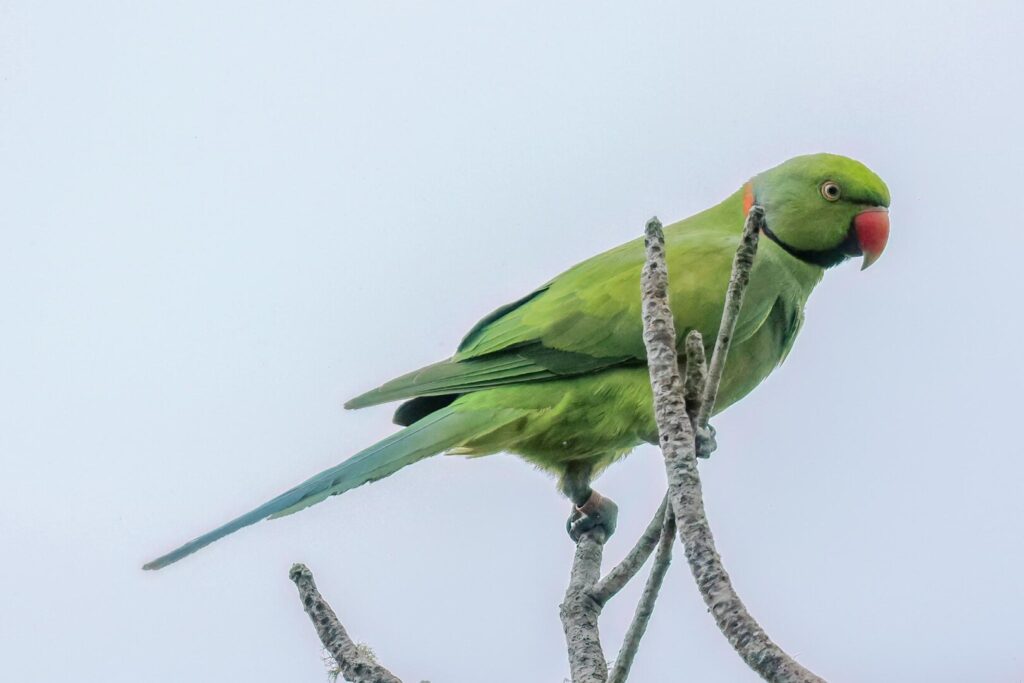 Echo Parakeet