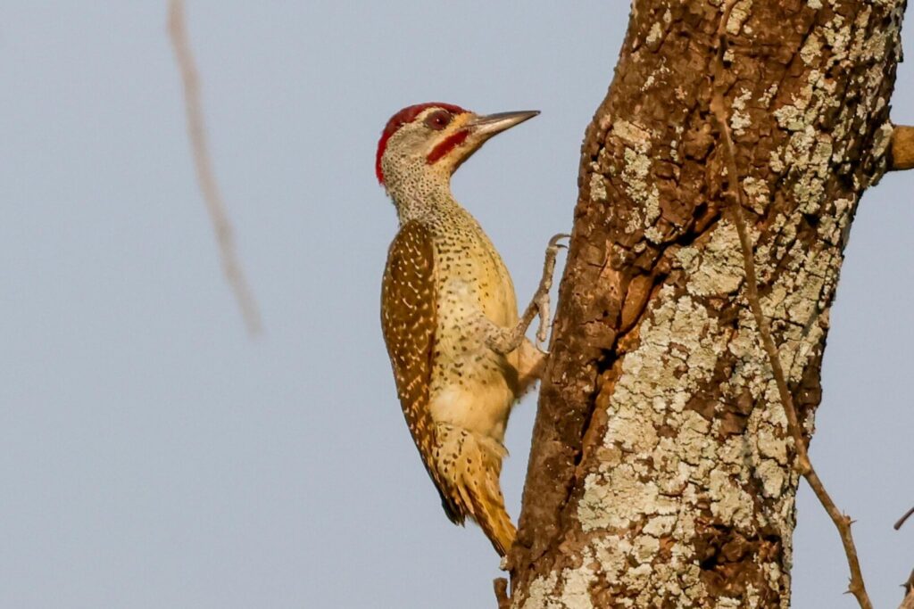 Fine-spotted Woodpecker