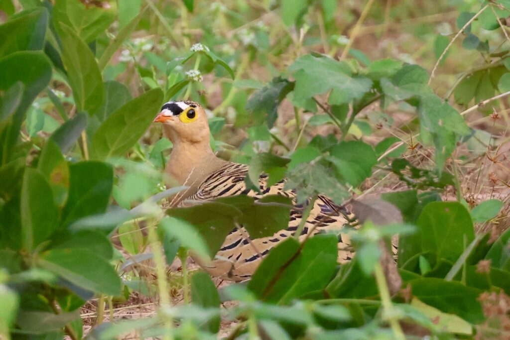 Four-banded Sandgrouse