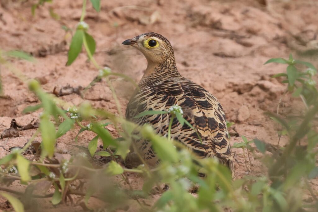 Four-banded Sandgrouse