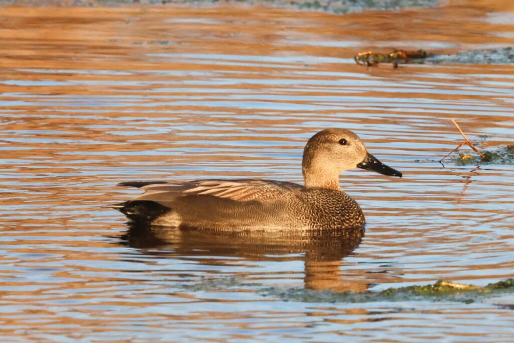 Gadwall