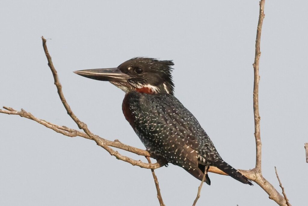 Giant Kingfisher