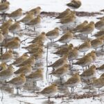 Golden Plover