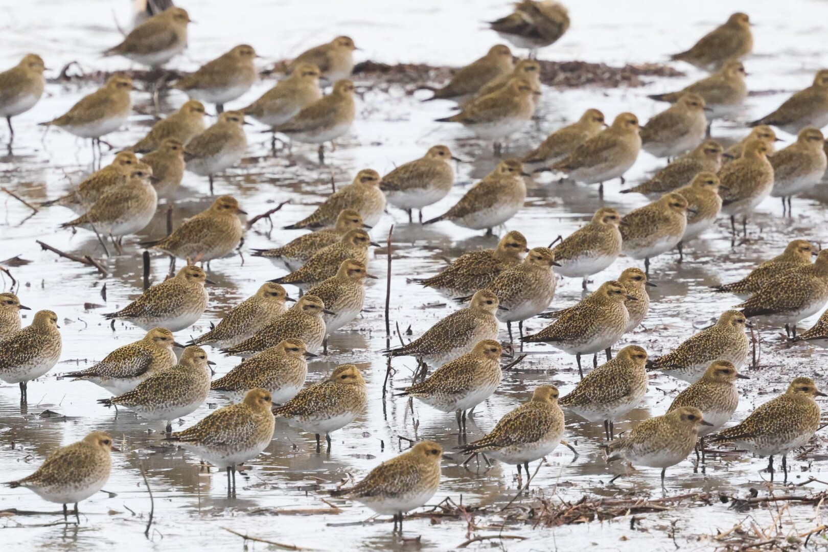 Golden Plover