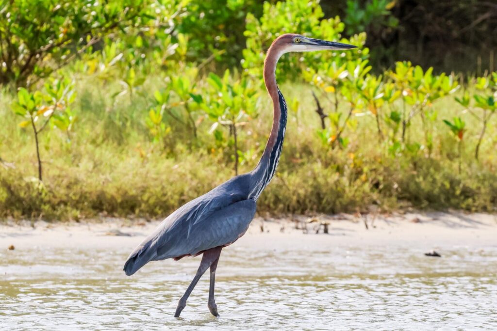 Goliath Heron