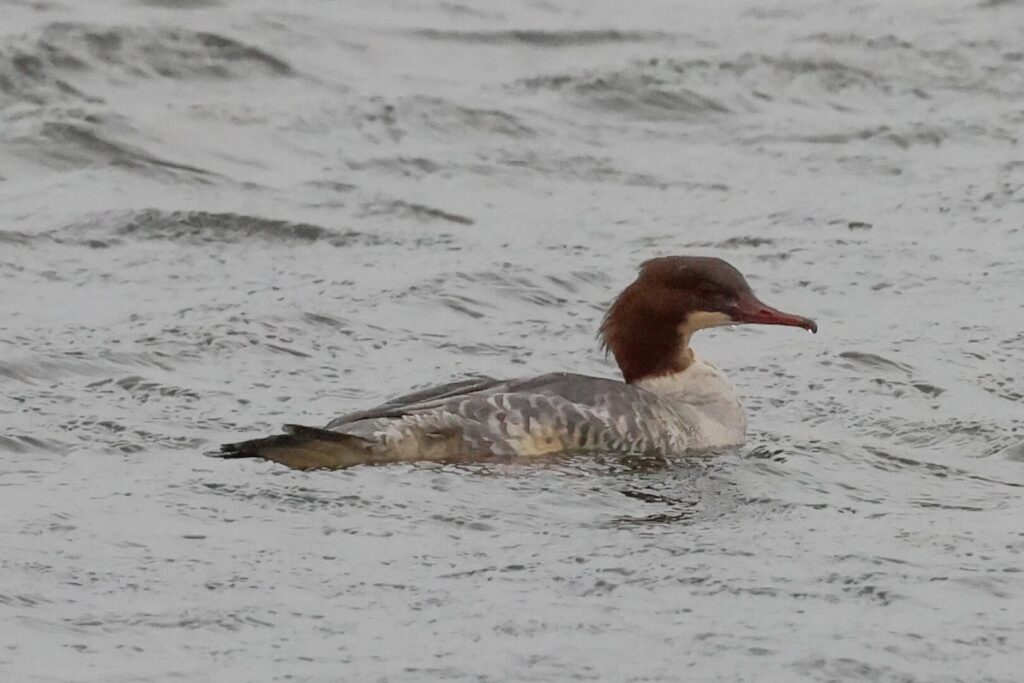 Goosander