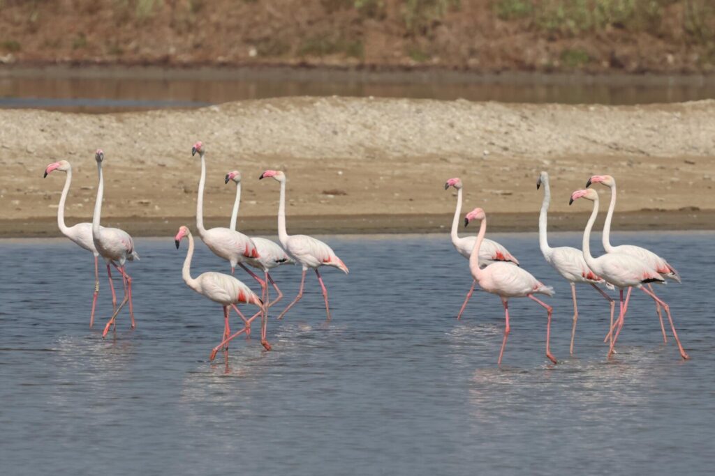 Greater Flamingoes