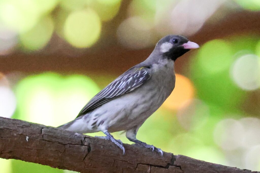 Greater Honeyguide