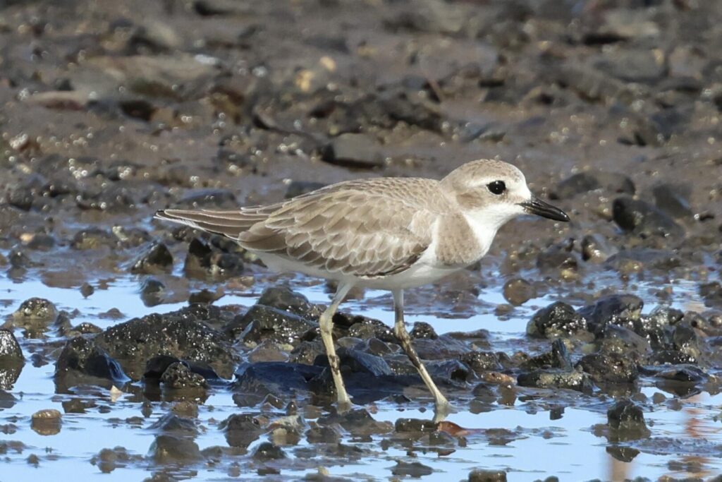 Greater Sandplover