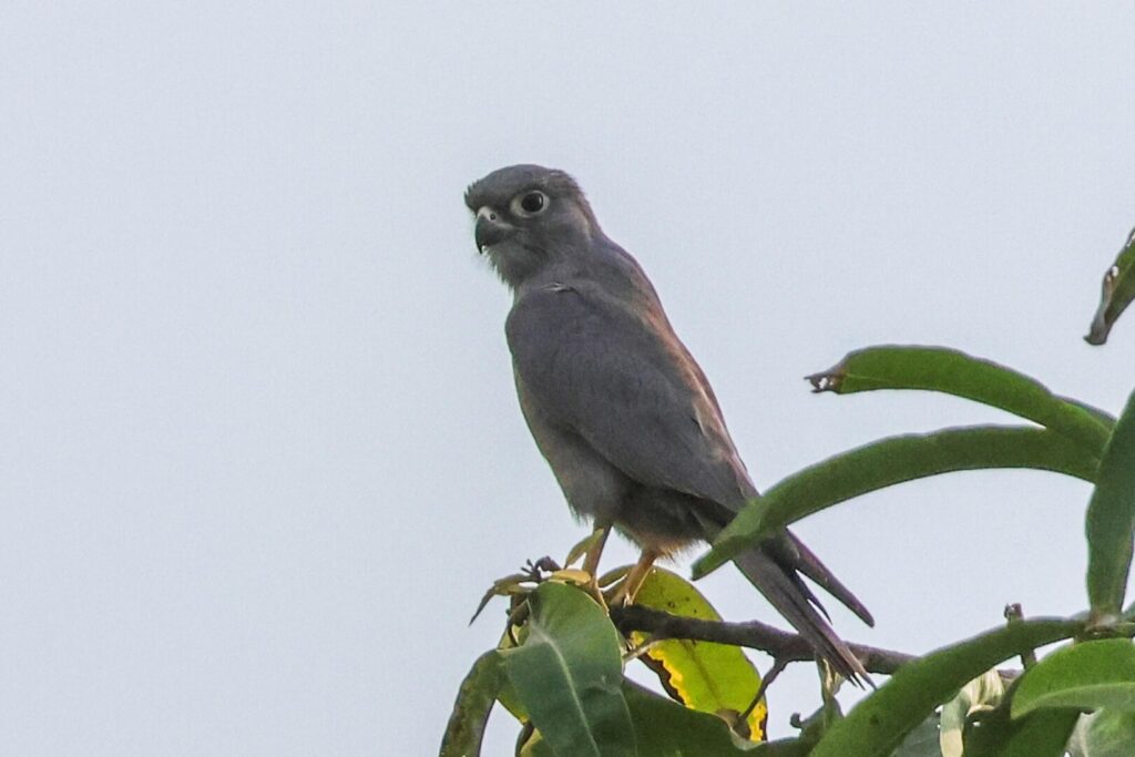 Grey Kestrel