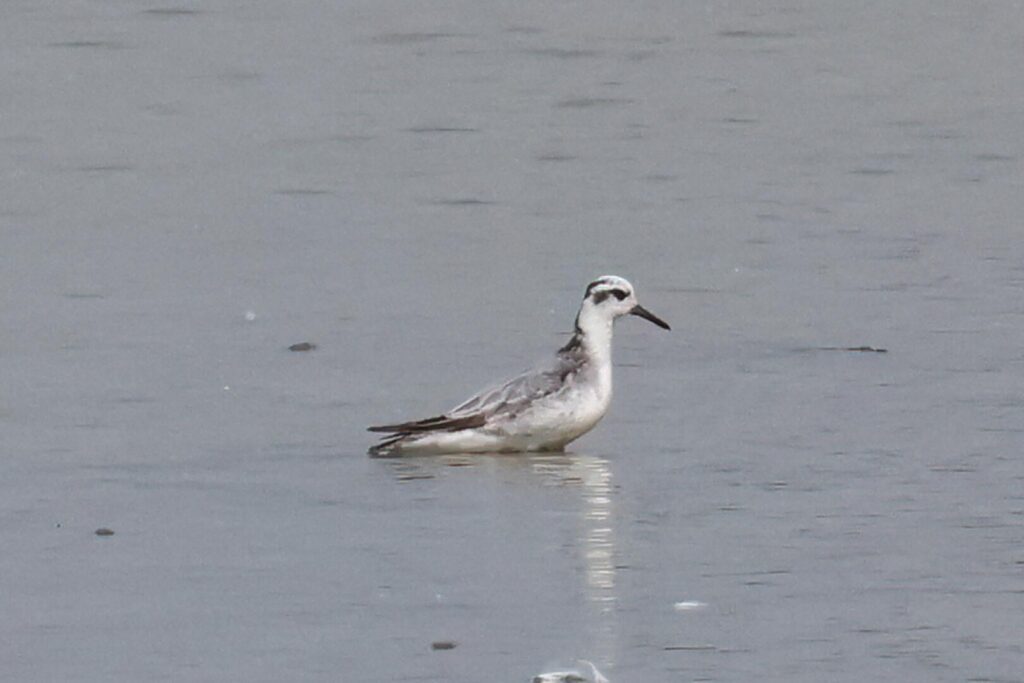 Grey Phalarope