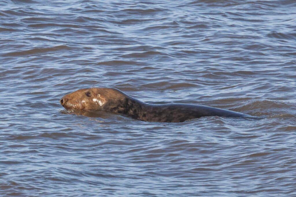 Grey Seal