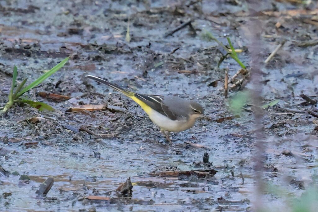 Grey Wagtail