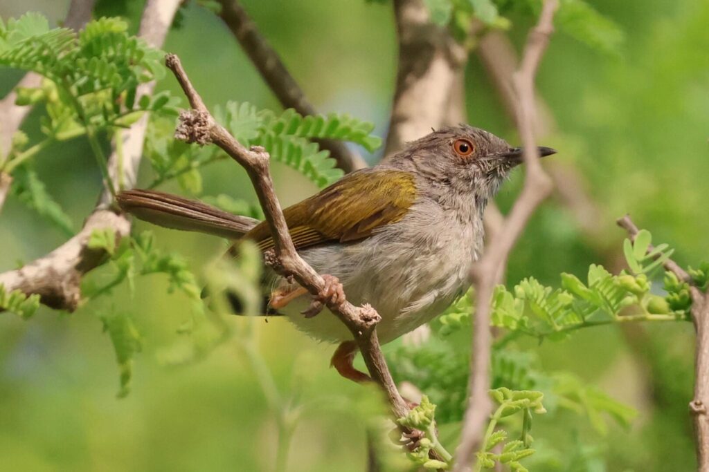 Grey-backed Cameroptera