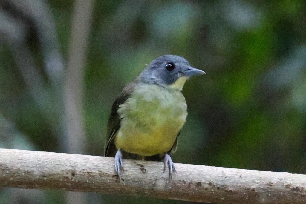 Grey-headed Bristlebill