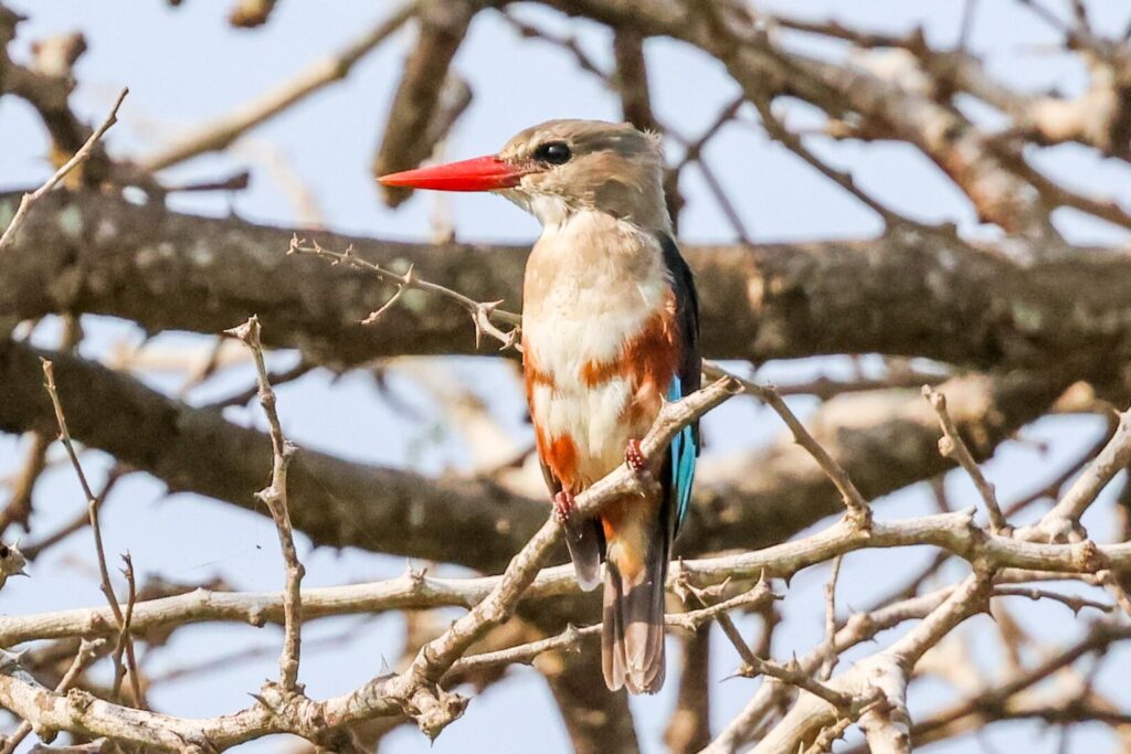 Grey-headed Kingfisher