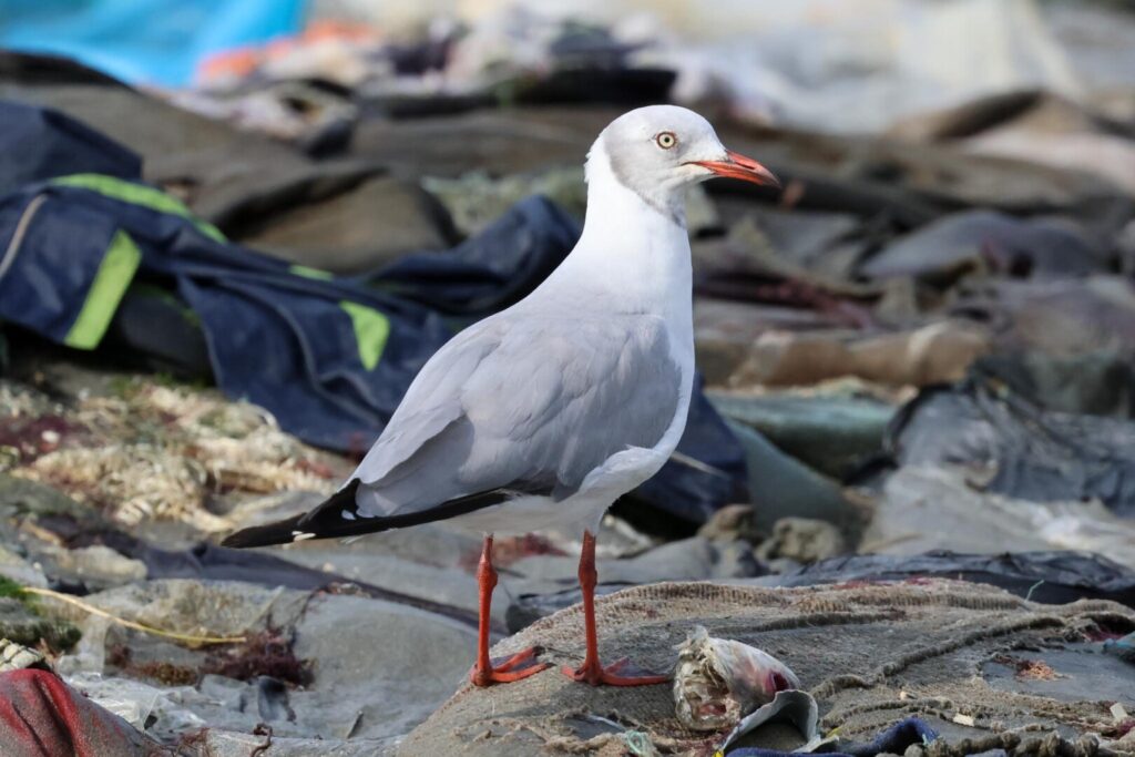 Grey-hooded Gull