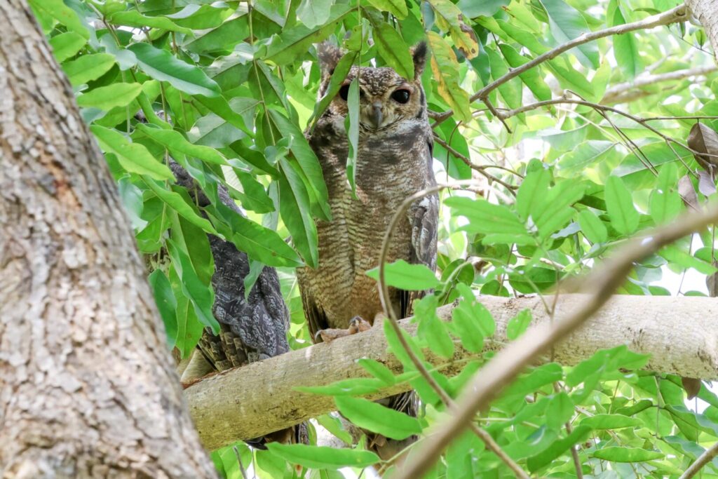 Greyish Eagle Owl