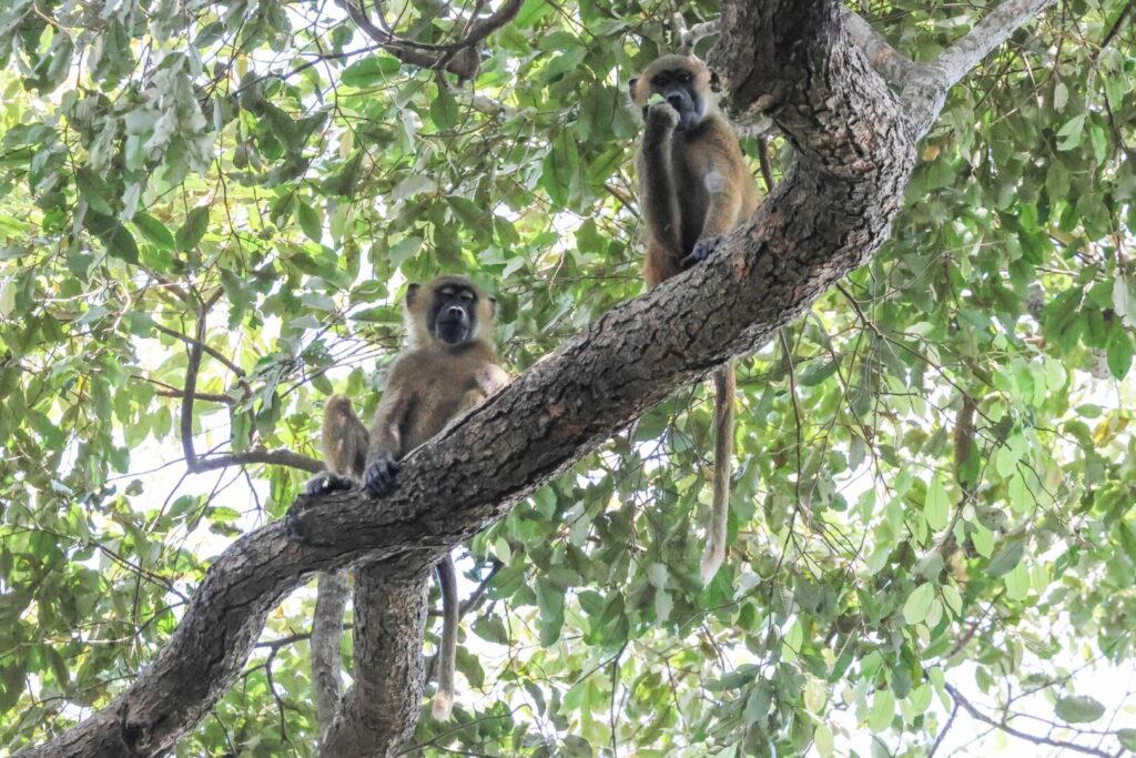 Guinea Baboons