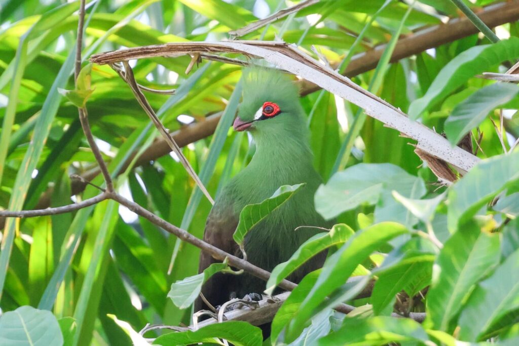 Guinea Turaco