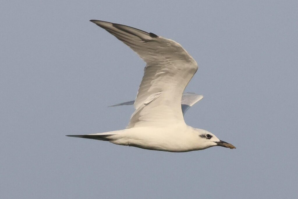 Gull-billed Tern