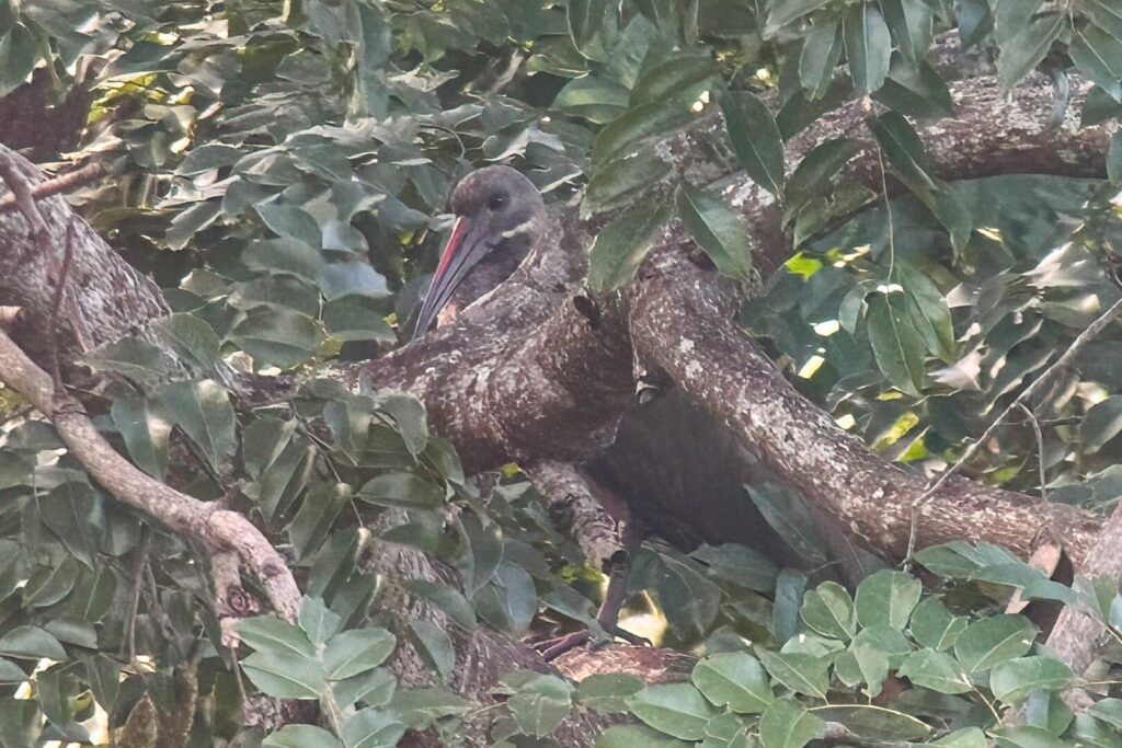 Hadada Ibis