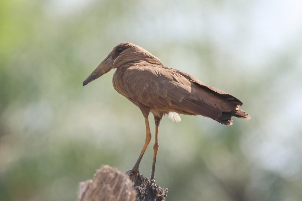 Hamerkop