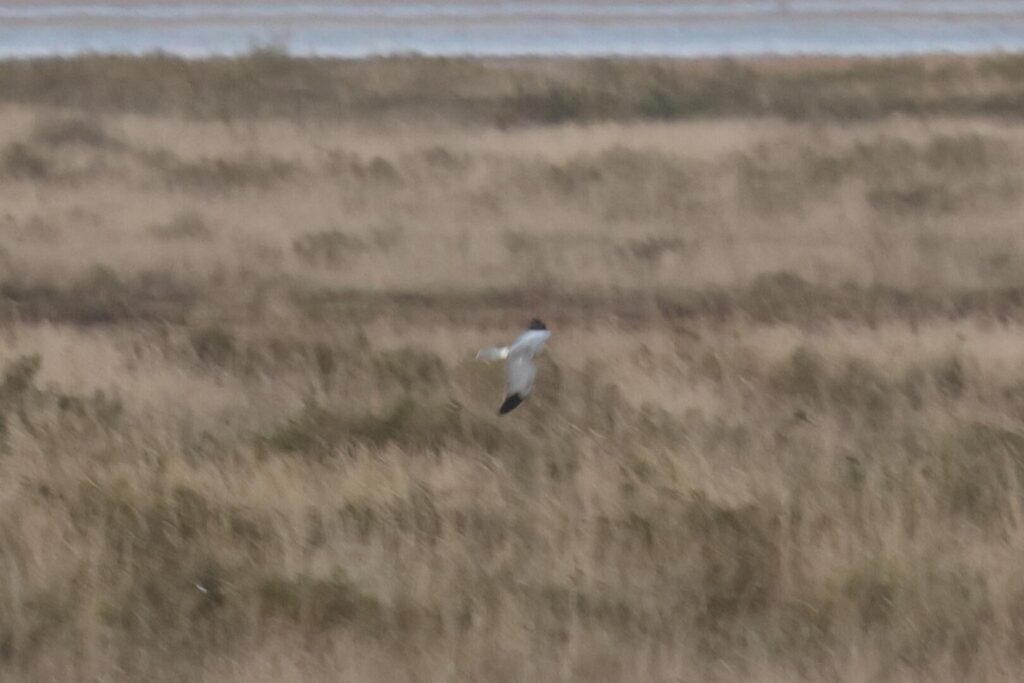 Hen Harrier