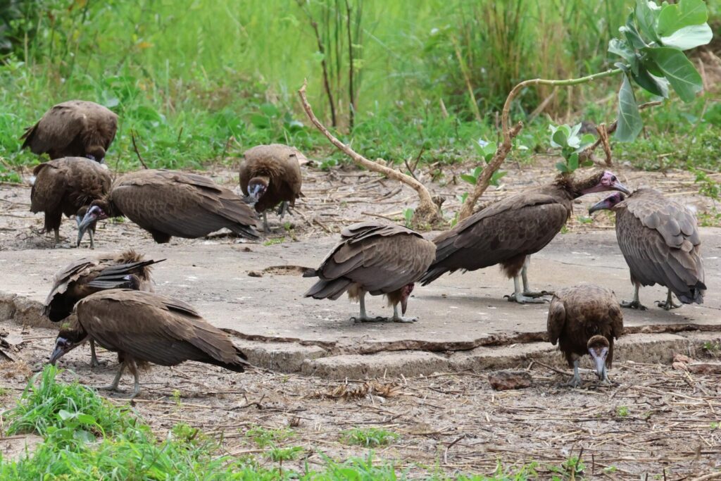 Hooded Vultures