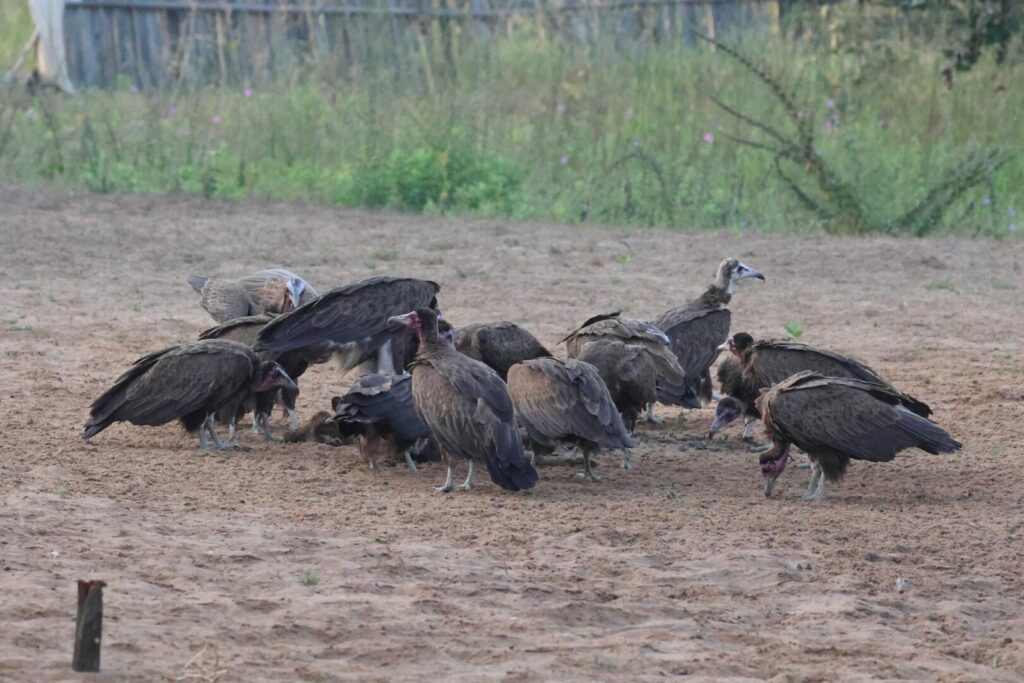 Hooded Vultures