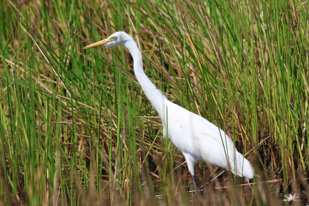 Intermediate Egret