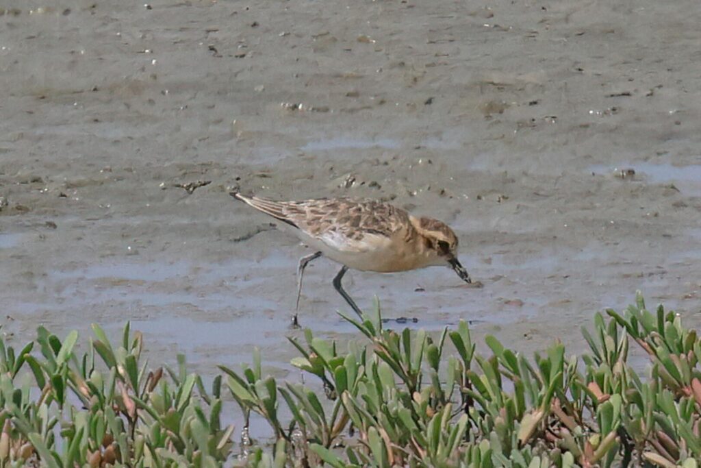 Kittlitz's Plover