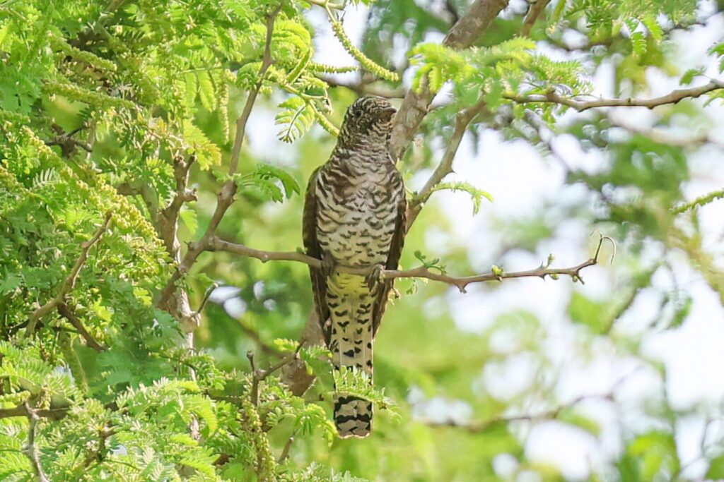 Klaas's Cuckoo