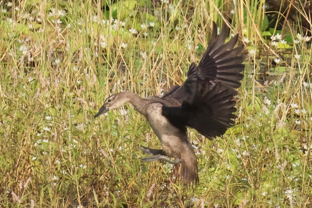 Knob-billed Duck