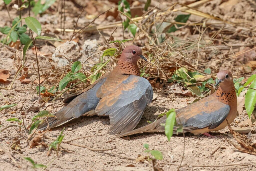 Laughing Doves